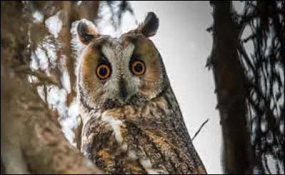 Comment s'appelle cet animal ?