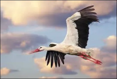 Quelle est la durée de vie d'une cigogne, environ ?