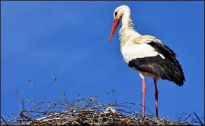 Les cigognes sont-elles des oiseaux migrateurs ?