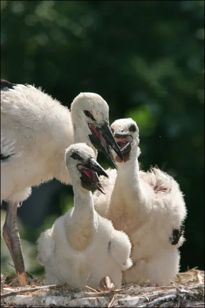Comment s'appelle le petit de la cigogne ?