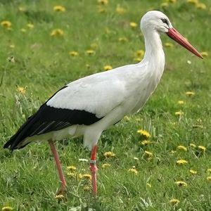 Quiz Oiseaux