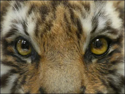 Lequel est l'intrus ?