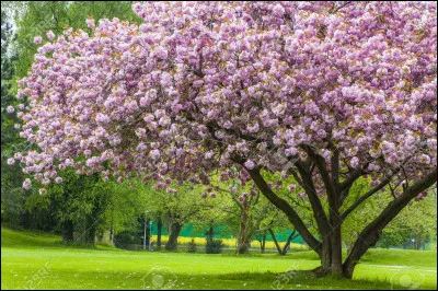 Lequel est l'intrus ?
