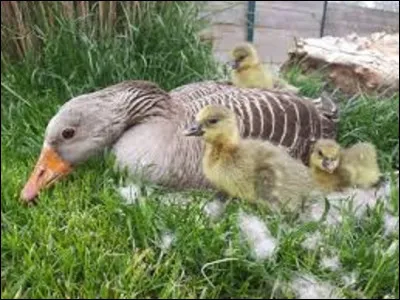 Animaux : 
Combien de temps de couvaison faut-il à une oie pour enfin voir éclore ces oeufs ?