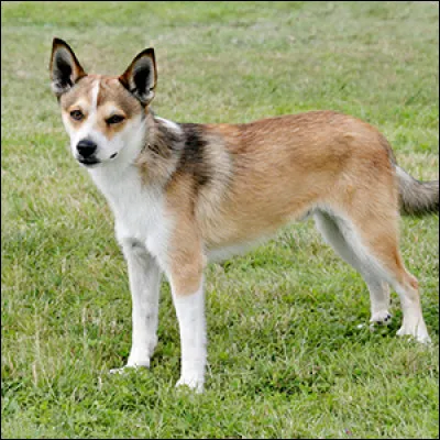 Quelle race de chien est présente sur la photo ?