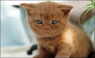 Polydactyle : le chat est un animal qui peut être atteint de polydactylie, qu'a-t-il de plus que les autres ?