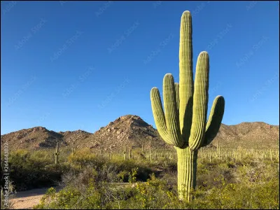 Po... Si vous avez la réputation d'être pingre ou parcimonieux, où se trouve, chez vous, la plante en photo ?