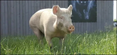Porc : comment est appelée sa femelle qui n'a jamais eu de petits ?