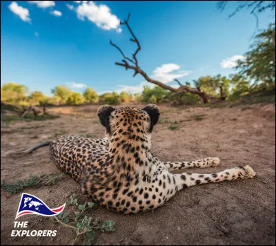 Qu'est-ce que tu préfères ?