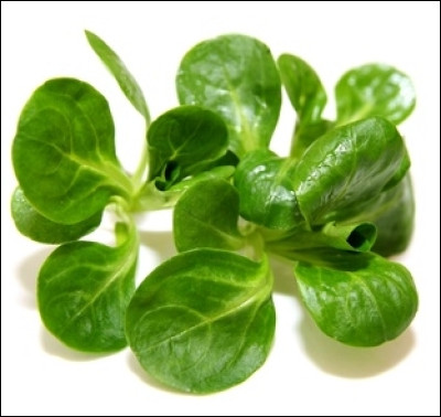 Salade d'hiver par excellence, la Verte d'Étampes est une variété de :