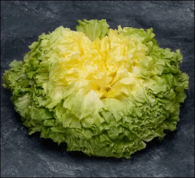 La scarole et la frisée sont des chicorées.