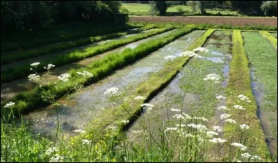 Le Mérévillois cultive en moyenne 20 à 30 % de la production nationale de cresson.