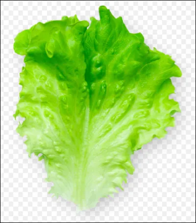 La salade batavia et ses dérivées appartiennent à la famille des laitues.