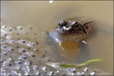 Qui a pondu ces ufs ? C'est...