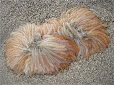 Qui a pondu ces ufs ? C'est...