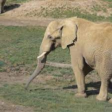 Quiz Elephants