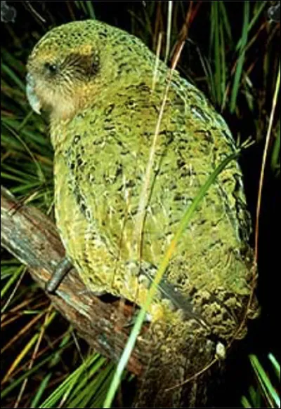Quelle est cette espèce d'oiseau en k, un très grand perroquet nocturne non-volant, endémique de la Nouvelle-Zélande ?