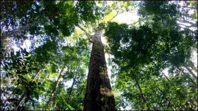 En termes d'étages d'un immeuble, combien mesure le plus grand arbre découvert dans la forêt amazonienne ?