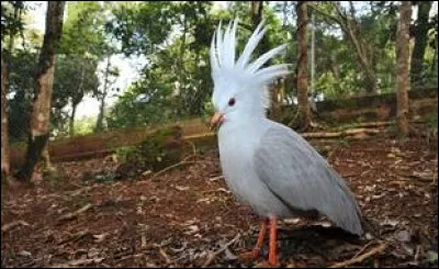 Pourquoi le cagou est-il menacé de disparition en Nouvelle-Calédonie ?