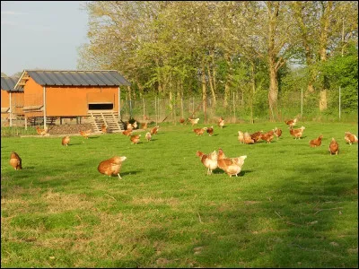 Quelle action l'association française "Champs libres aux poules" (CLAP) mène-t-elle ?