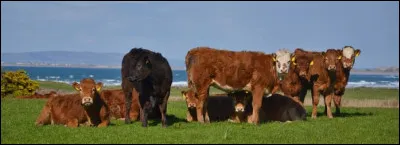 Que veut taxer la Nouvelle-Zélande pour lutter contre le changement climatique ?