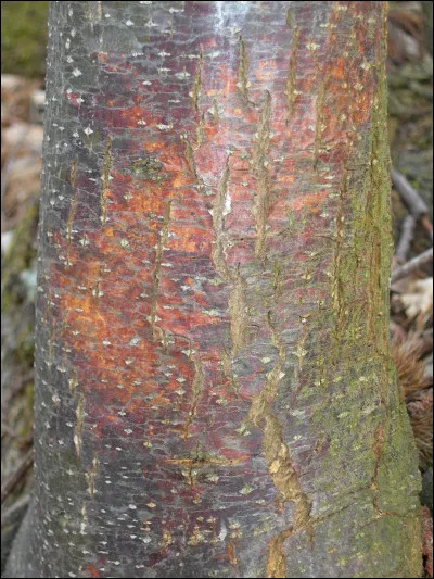 Quel agent pathogène est à l'origine du chancre de l'écorce ?