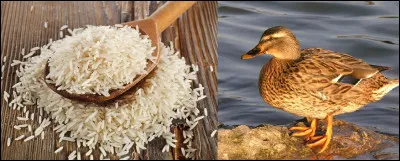 En mode rébus !
Que vous suggère l'illustration ?