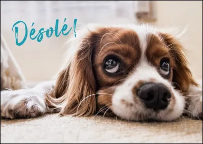 Comment dit-on "désolé" en espagnol ?