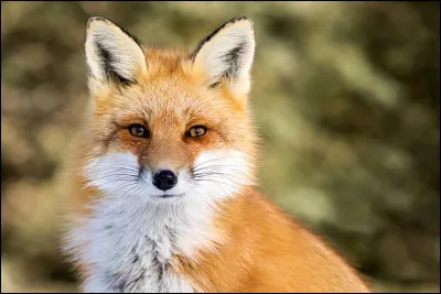 Que mange le renard roux ?