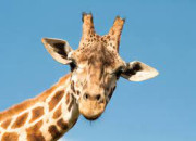 Quiz Les girafes
