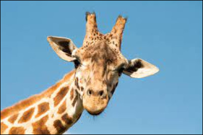 Les girafes sont-elles herbivores ?