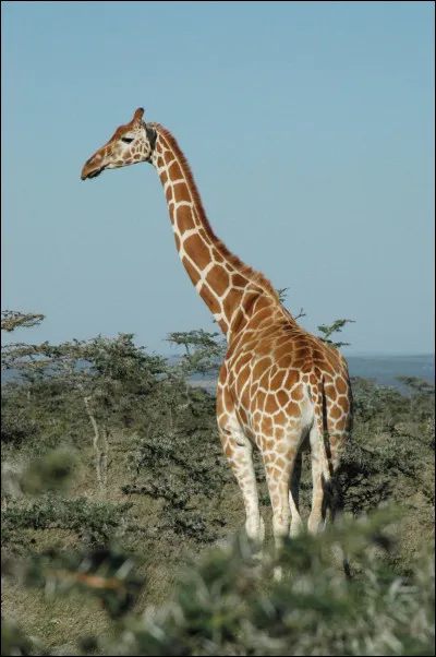 C'est une espèce...