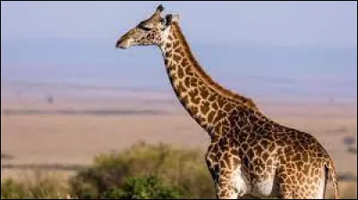 Quelle est la taille d'une girafe adulte ?