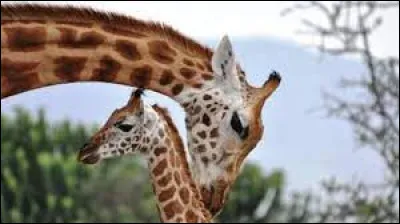 Comment s'appelle le petit de la girafe ?