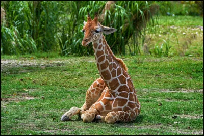 Les girafes mâles ont des cornes plus développées et plus épaisses que les femelles.