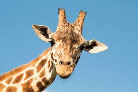 Quiz Girafe