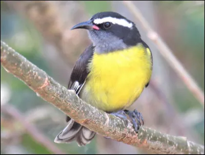 Quel est cet oiseau en S qui raffole des substances sucrées produit par certains végétaux, d'où son nom ?