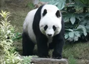 Quiz Les animaux