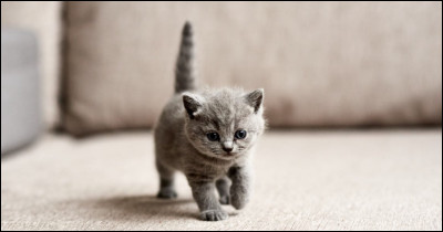 Quel est cet animal ?