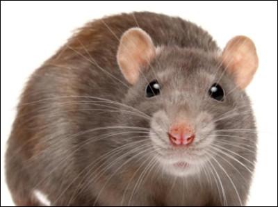 Quel est cet animal ?