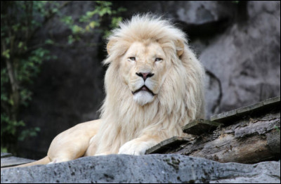 Quel est cet animal ?