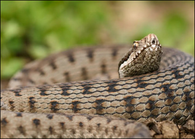 Quel est cet animal ?