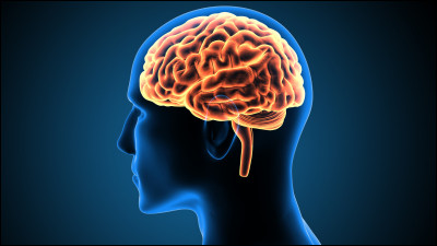 Pour commencer, quels sont les noms de la substance blanche et de la substance grise dans le cerveau ?