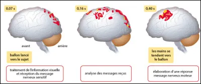 Les organes des sens envoient en permanence de nombreux ................ au cerveau