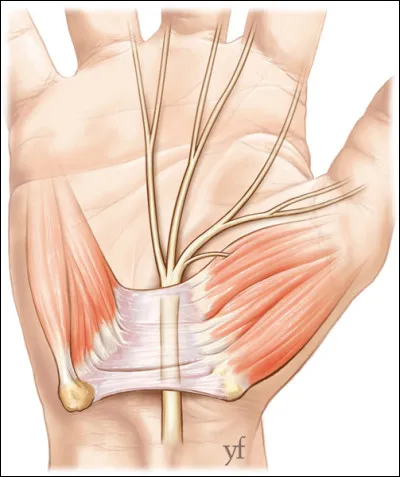 On appelle les zones de connexion ....................... où les neurones sont connectés les uns aux autres.