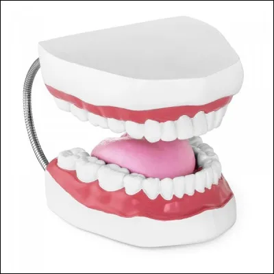 Cite les organes des sens.