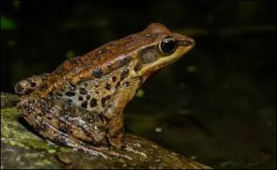 Quel est cet animal ?