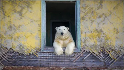 Lequel est l'intrus ?