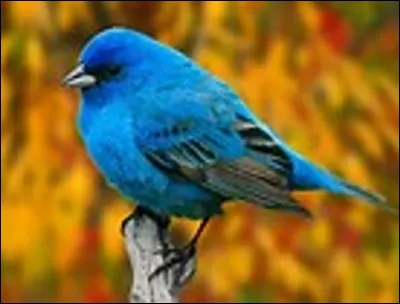Sur un arbre se trouvent 10 oiseaux. Un chasseur arrive, tire avec son fusil sur un oiseau et le tue. Combien reste-t-il d'oiseaux sur l'arbre ?