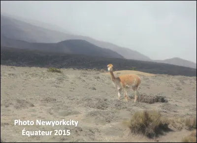 Quel est cet animal en V, un camélidé qui vit sur les hauts plateaux de la cordillère des Andes ?